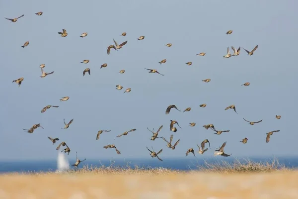 Aves Migratorias 1539963338 | Enjoy Tarifa
